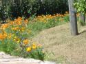California Poppies
Picture # 3604
