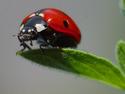 Ladybug
Picture # 1172
