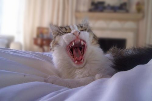 Daily photo - Miss Chief Yawning
