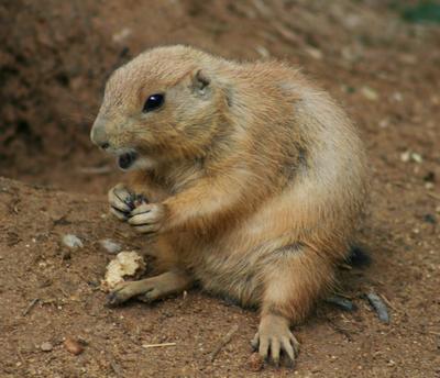 Daily photo - Prairie Dog