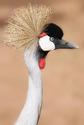 Grey Crowned Crane
Picture # 3117
