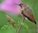 Allen`s Hummingbird
Picture # 2108
