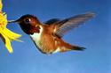 Rufous Hummingbird
Picture # 955
