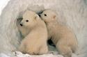 Polar Bear Cubs
Picture # 895
