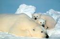 Ploar Bear and Cubs
Picture # 1801
