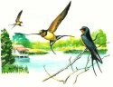 Barn Swallow
Picture # 1386

