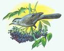 Catbird and Elderberry
Picture # 1393

