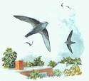 Chimney Swifts
Picture # 1395
