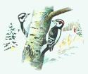 Downy Woodpeckers
Picture # 1398
