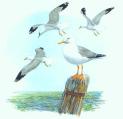 Herring Gulls
Picture # 1401
