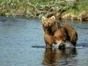 Brown Bear
Picture # 1802
