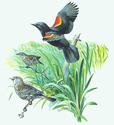 Red Winged Blackbird
Picture # 1407
