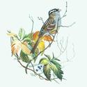 White Crowned Sparrow and Fall Leaves
Picture # 1409
