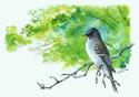Wood Pewee
Picture # 1410
